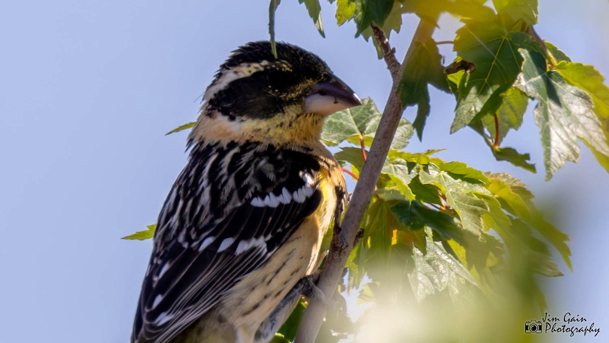 Black-headed Grosbeak - Jim Gain