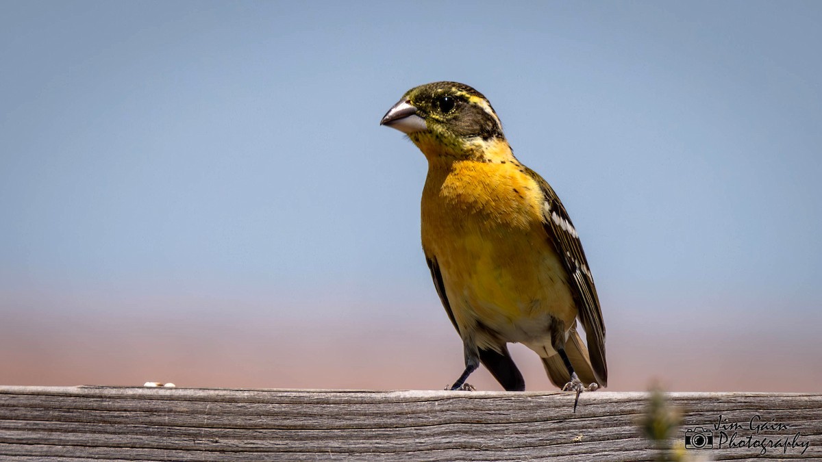 Black-headed Grosbeak - Jim Gain