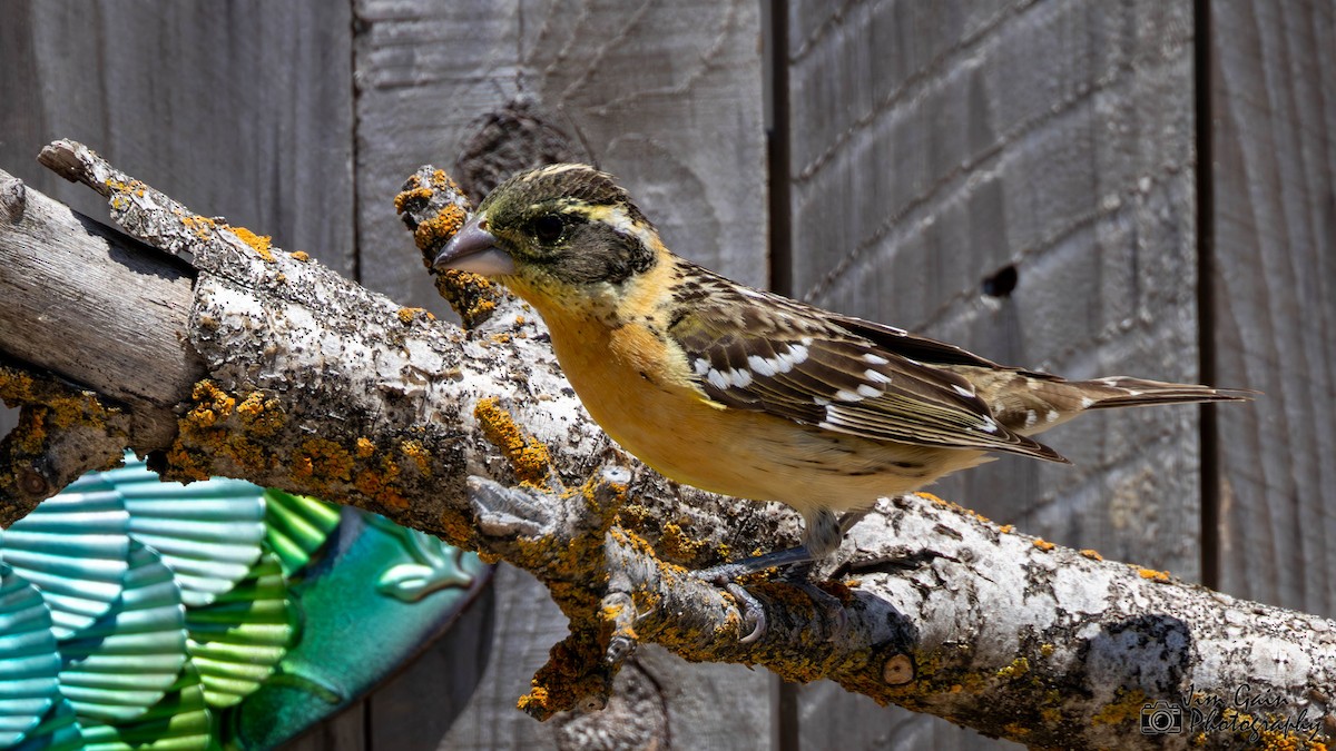 Black-headed Grosbeak - Jim Gain