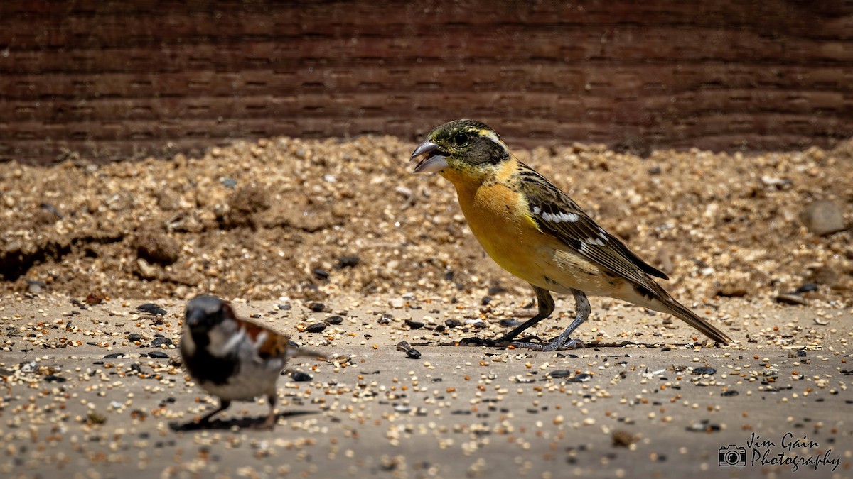 Black-headed Grosbeak - Jim Gain