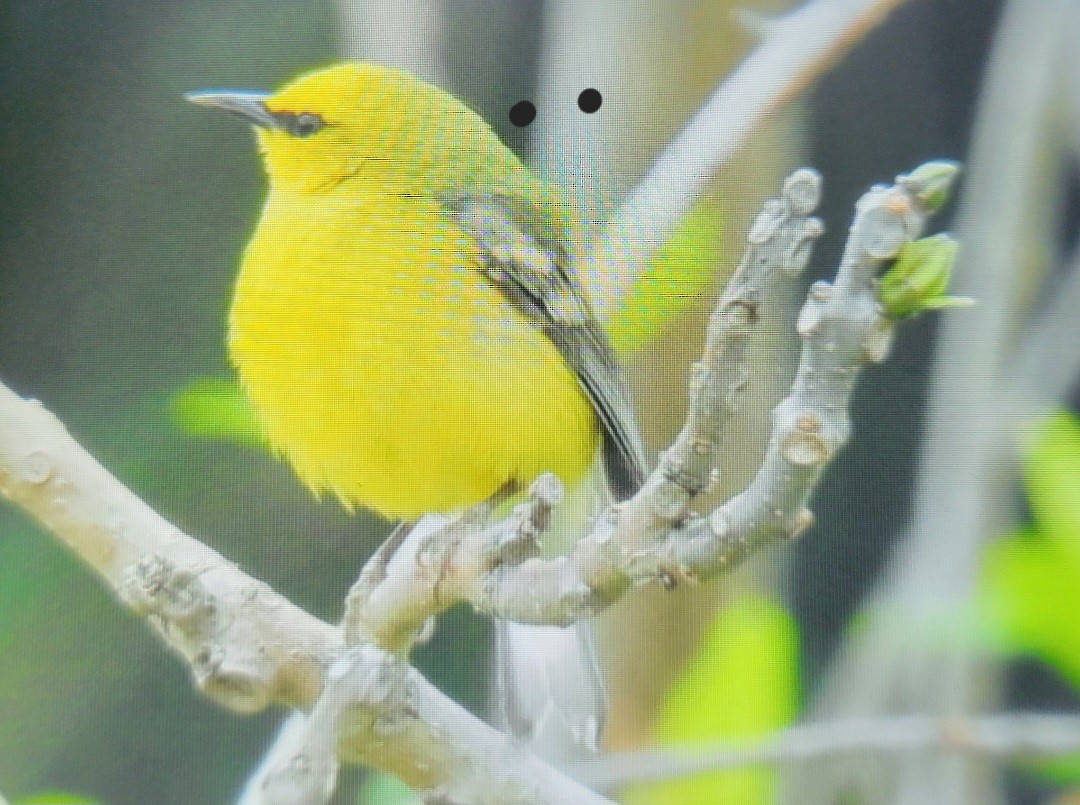 Blue-winged Warbler - ML618732388