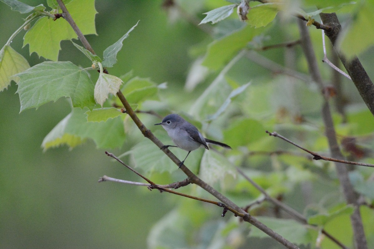 Blue-gray Gnatcatcher - Wes Hoyer