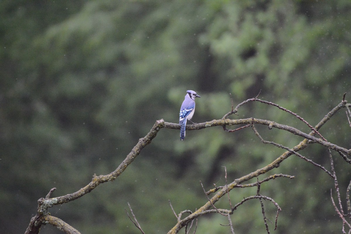 Blue Jay - ML618732448
