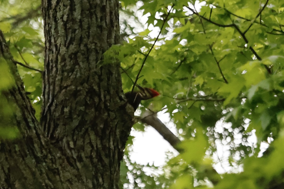 Pileated Woodpecker - ML618732477