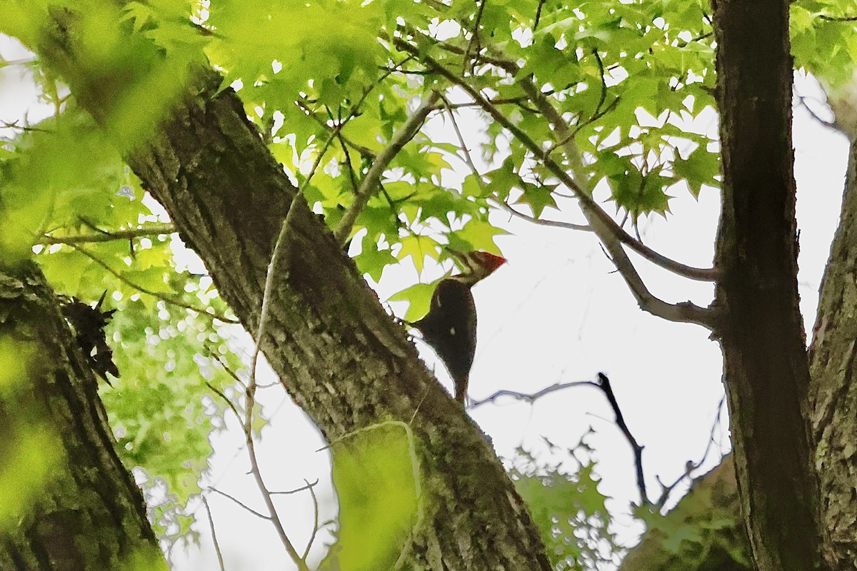 Pileated Woodpecker - ML618732478