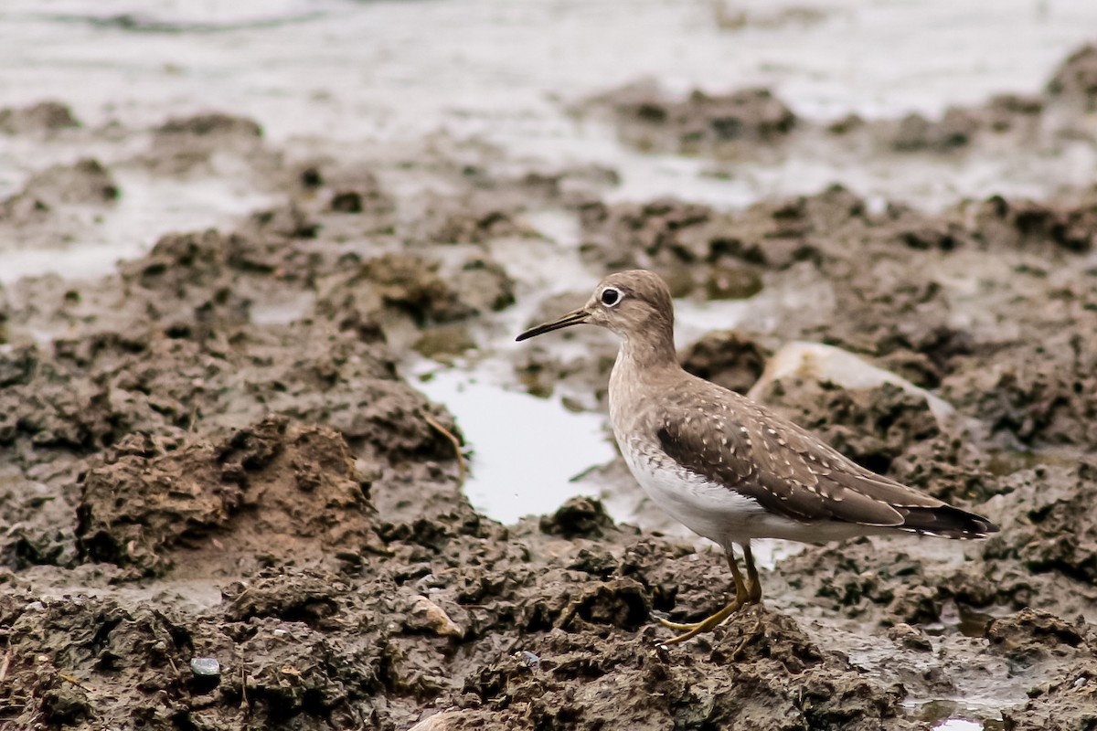 Solitary Sandpiper - Bosko Ruffner