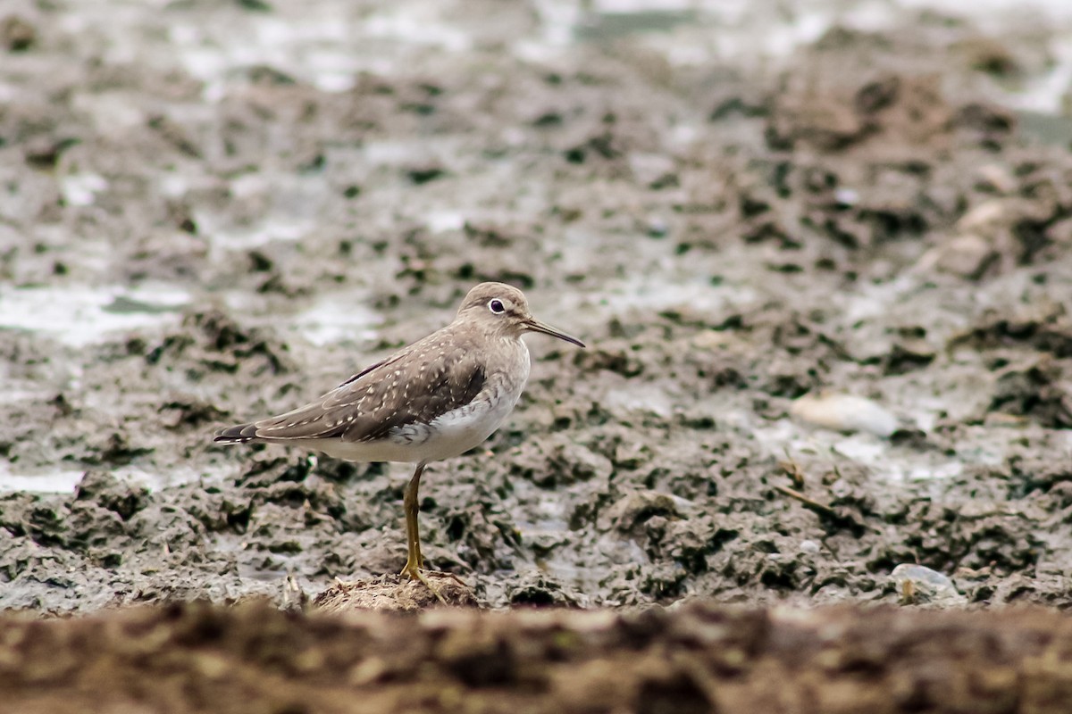 Solitary Sandpiper - Bosko Ruffner