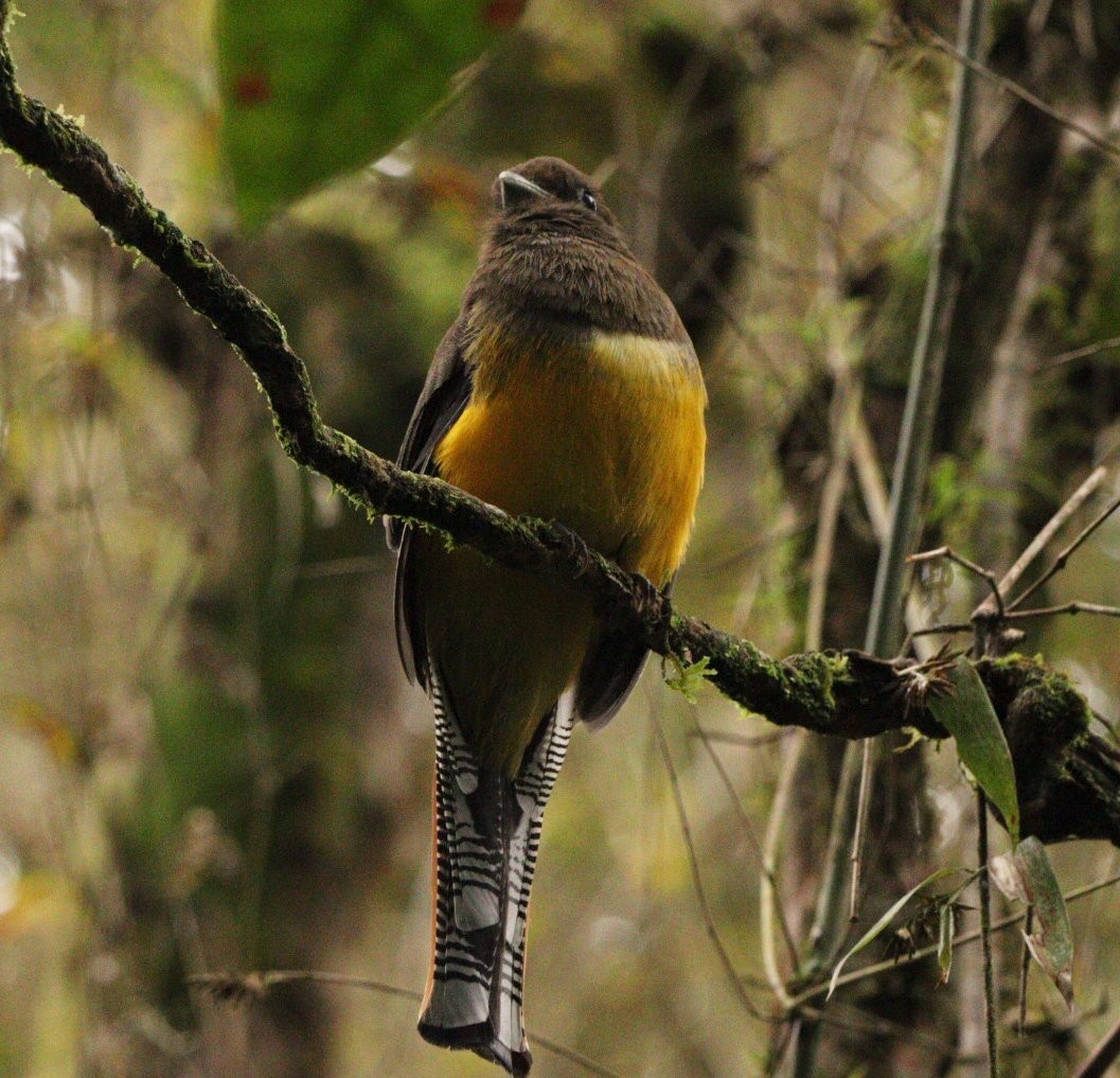 Atlantic Black-throated Trogon - ML618732502