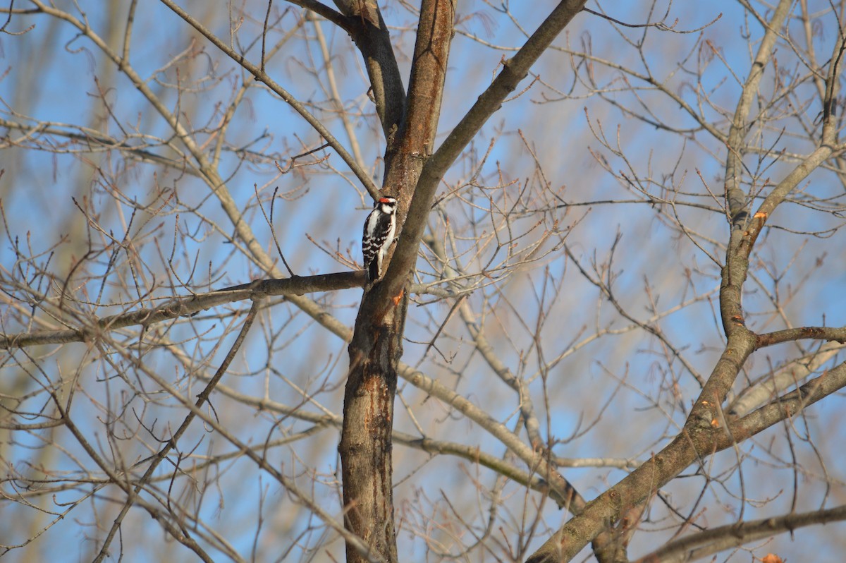 Downy Woodpecker - ML618732509