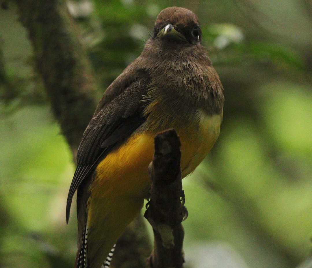 Atlantic Black-throated Trogon - ML618732531