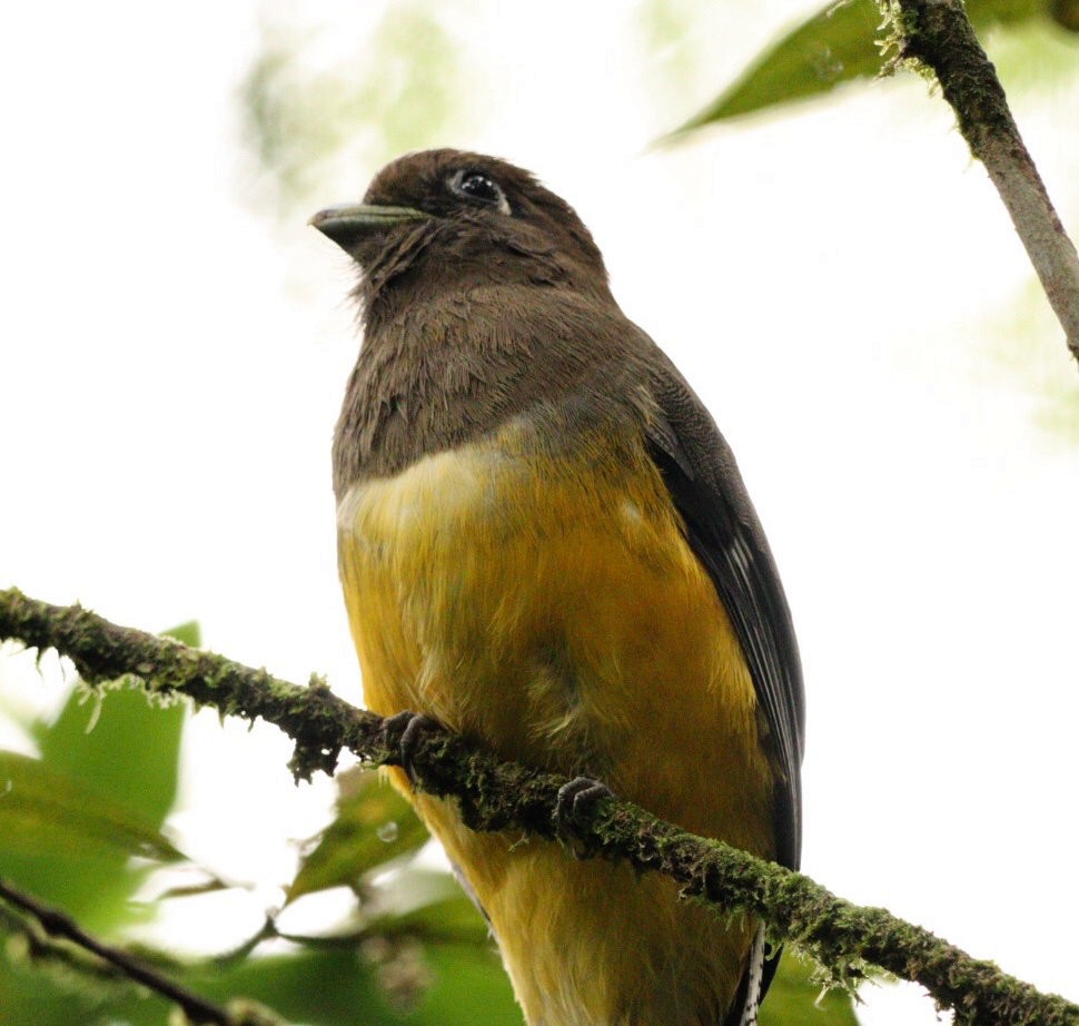 Atlantic Black-throated Trogon - ML618732533