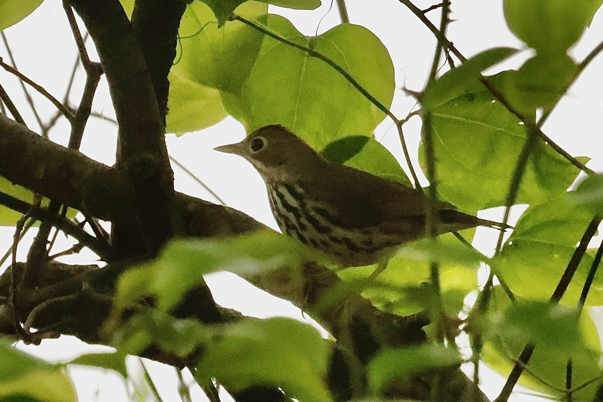 Ovenbird - ML618732535