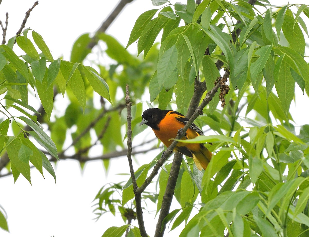 Baltimore Oriole - Jaime Thomas