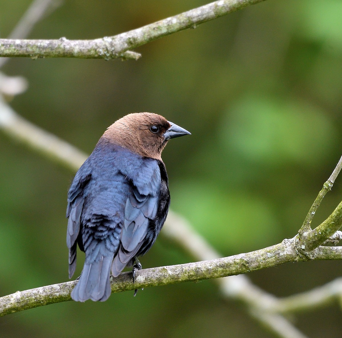 Brown-headed Cowbird - Jaime Thomas