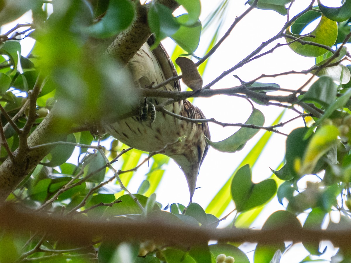 Long-tailed Koel - Bob Friedrichs