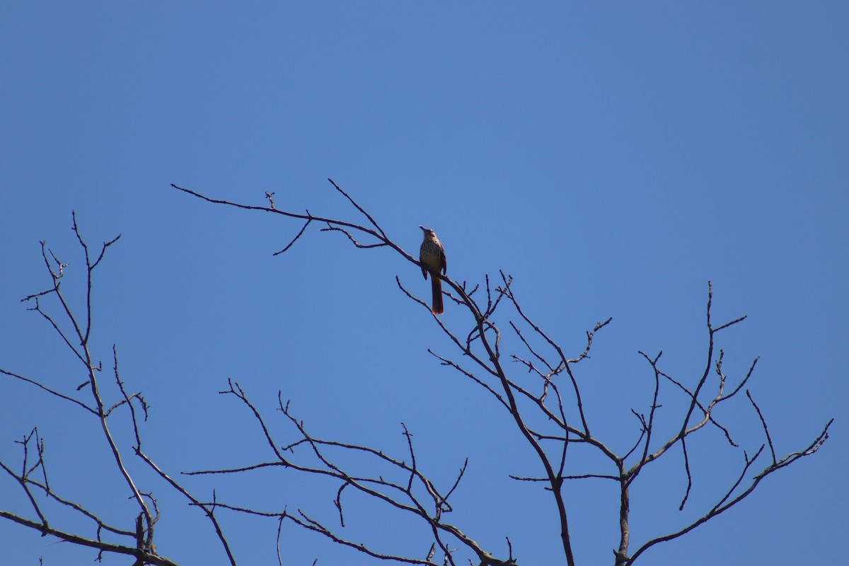 Brown Thrasher - ML618732570