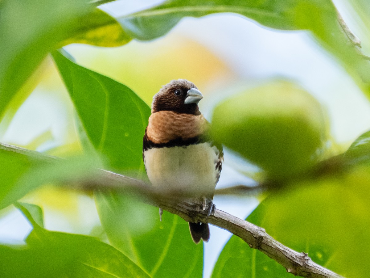 Chestnut-breasted Munia - Bob Friedrichs