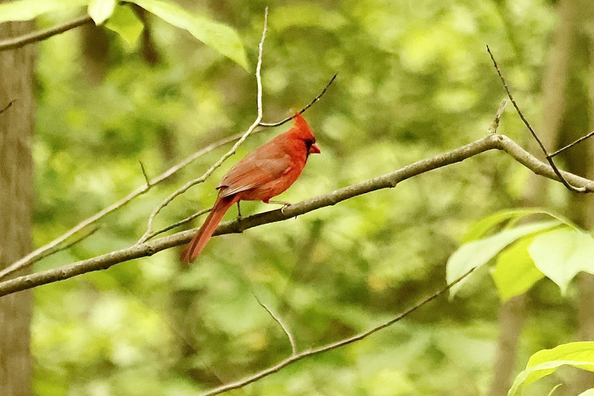 Northern Cardinal - ML618732601