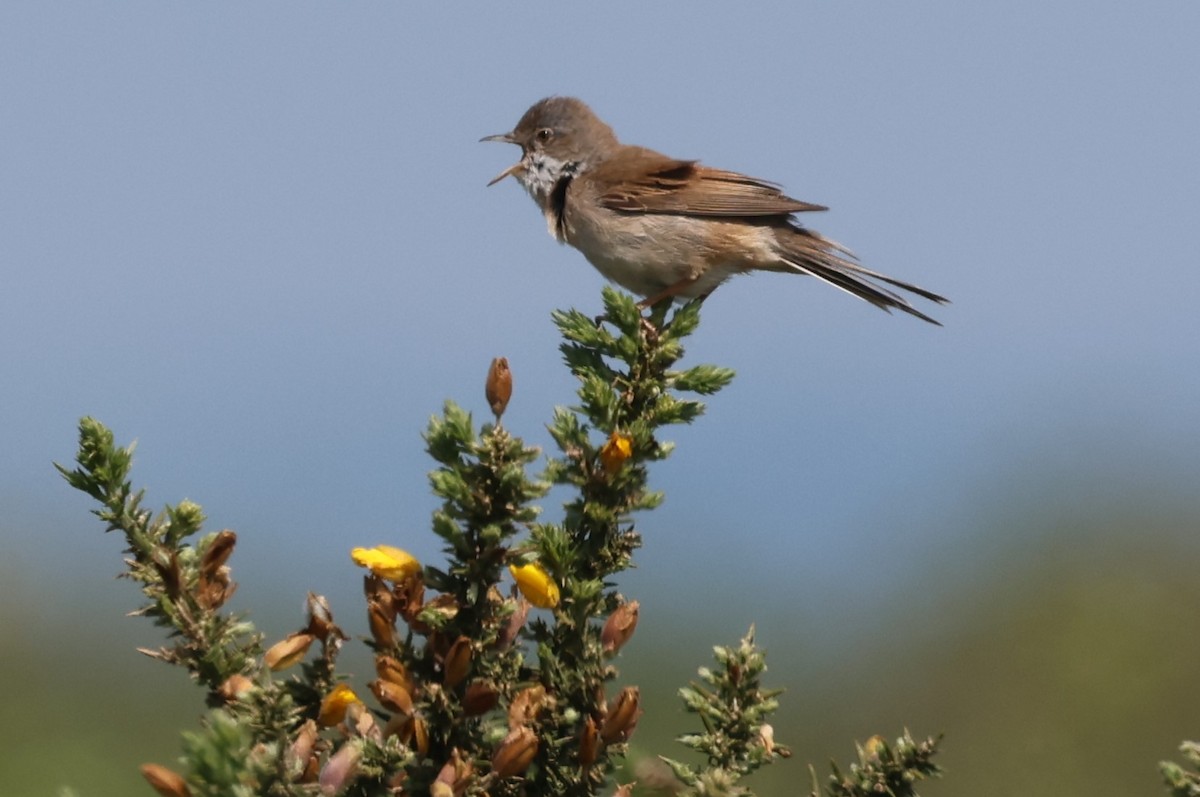 Greater Whitethroat - Alan Bird