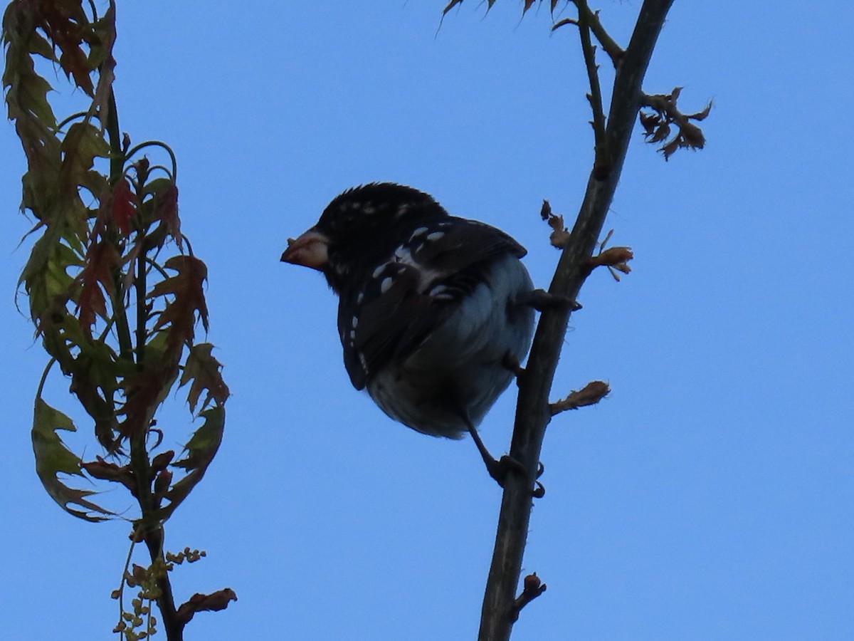 Rose-breasted Grosbeak - ML618732652