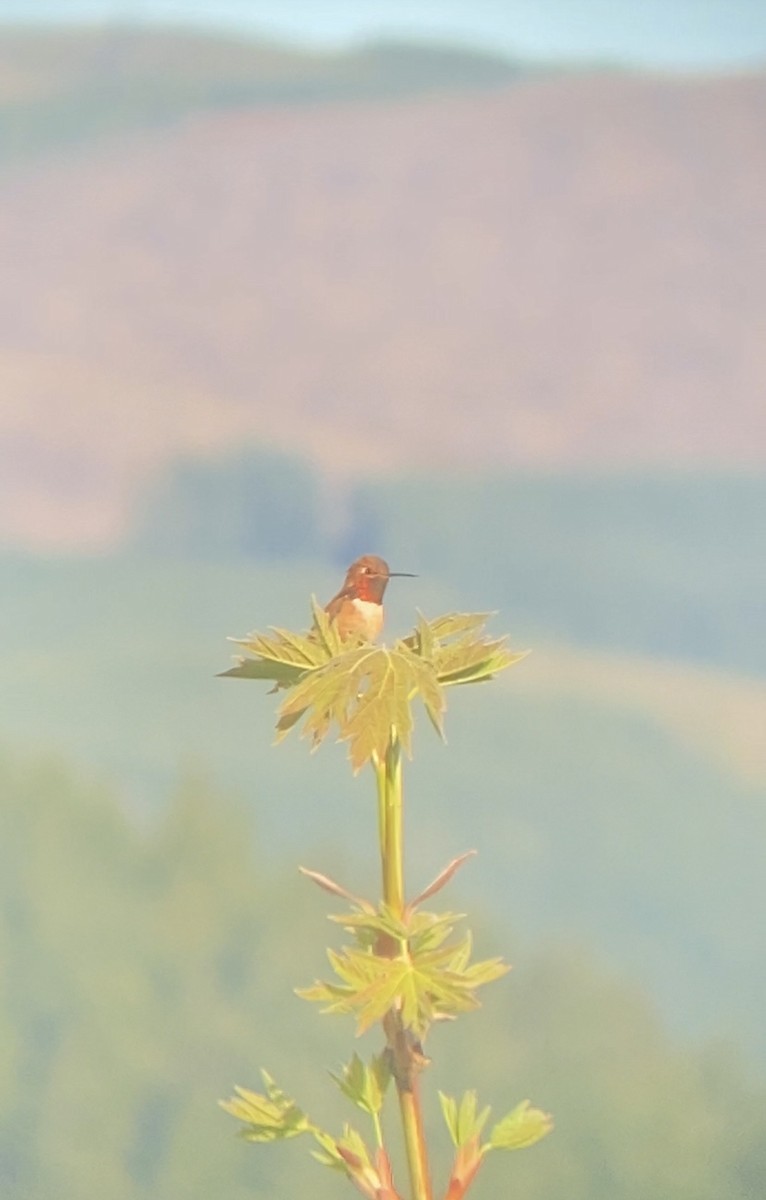 Rufous Hummingbird - ML618732653