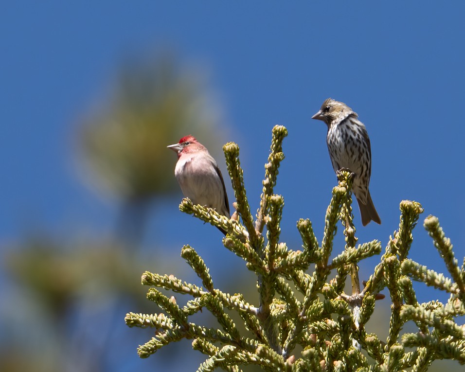 Cassin's Finch - ML618732675