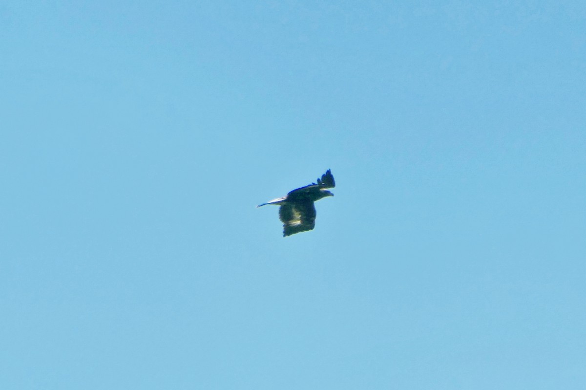 Golden Eagle - ML618732692