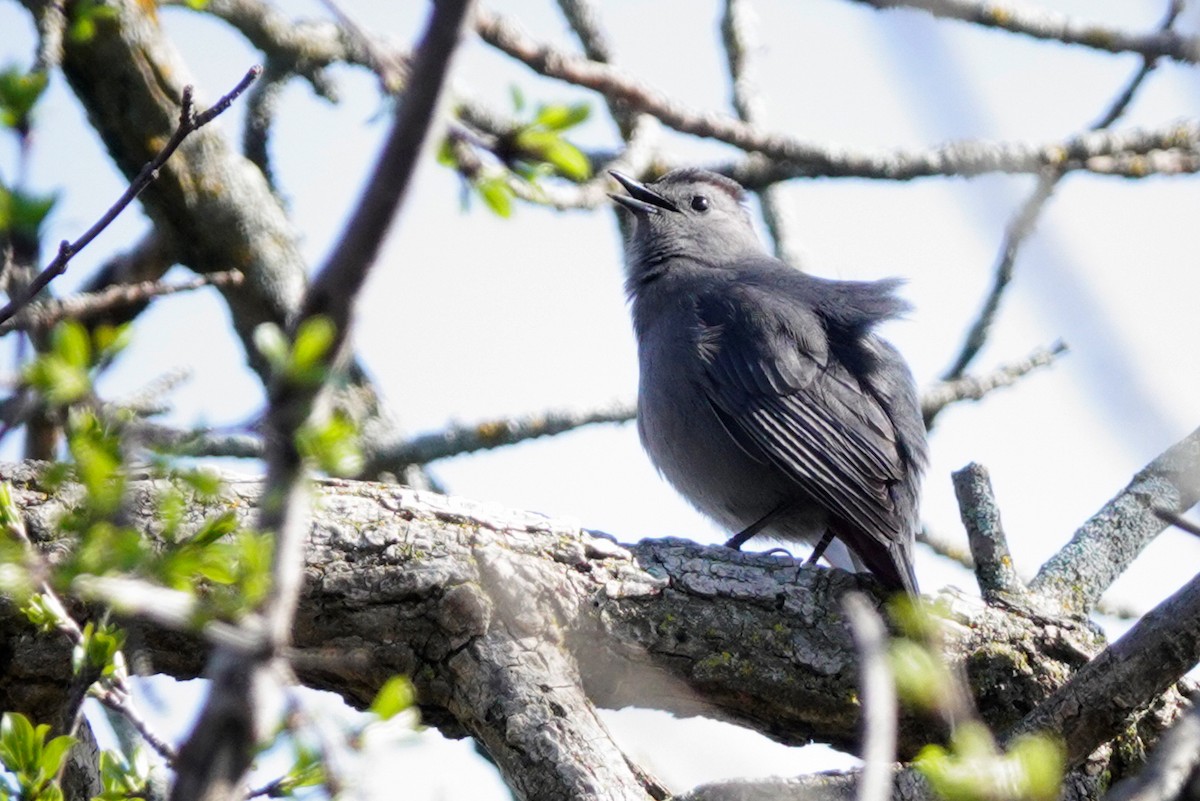 Gray Catbird - ML618732693