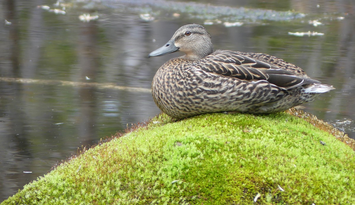 Mallard - Peter Lane