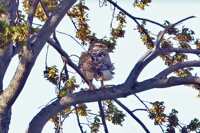 Ferruginous Hawk - ML618732736