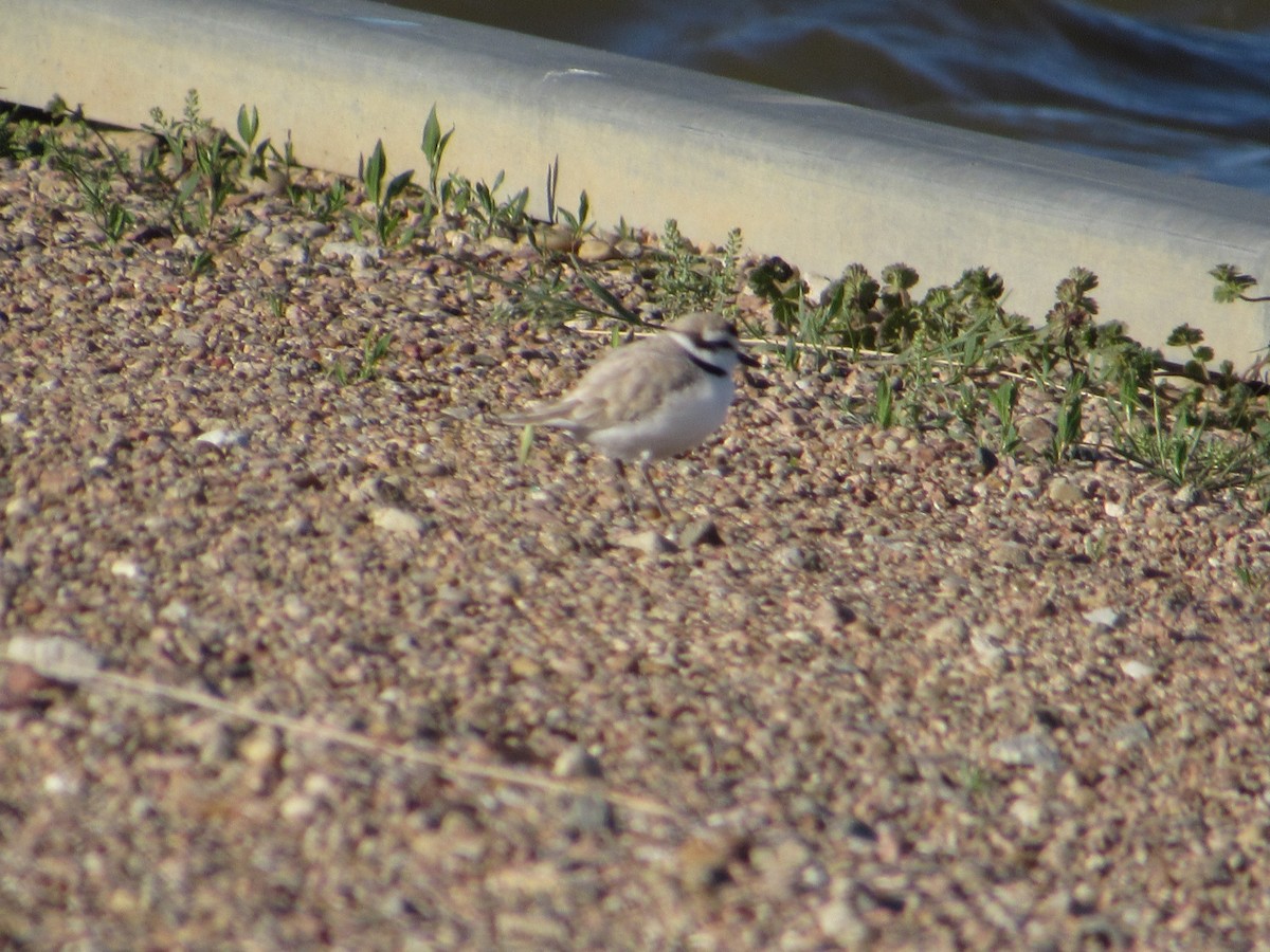 Snowy Plover - ML618732744