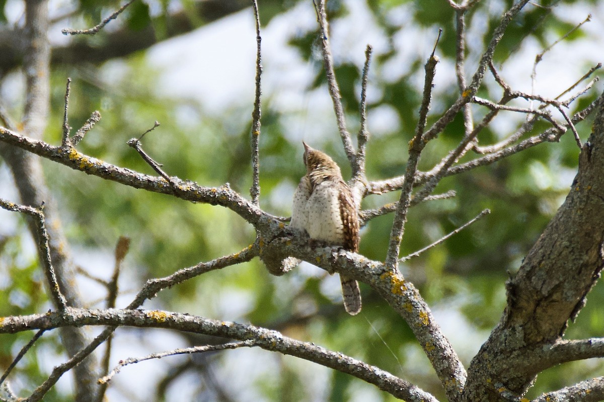 Eurasian Wryneck - Carlos Nos