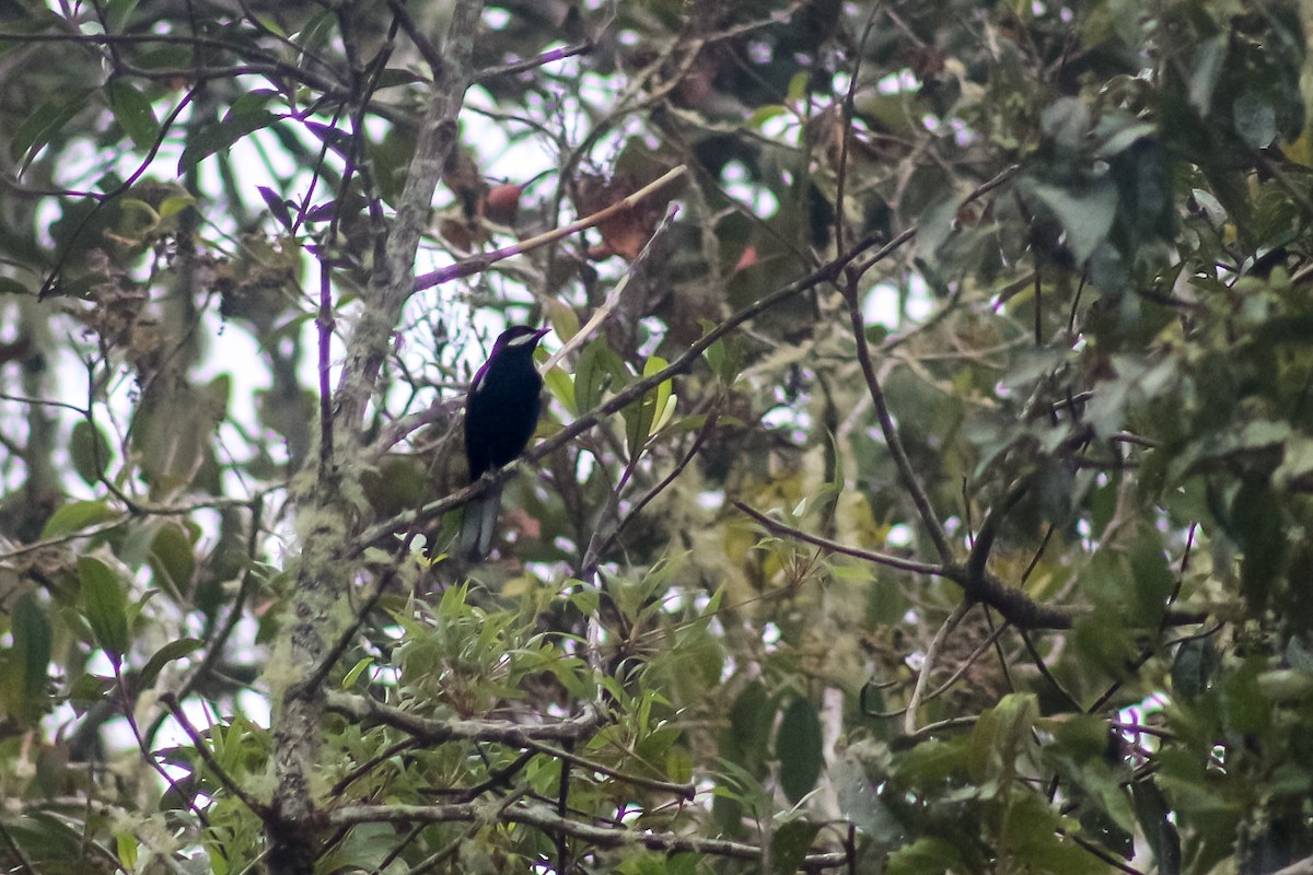 White-eared Solitaire - ML618732792