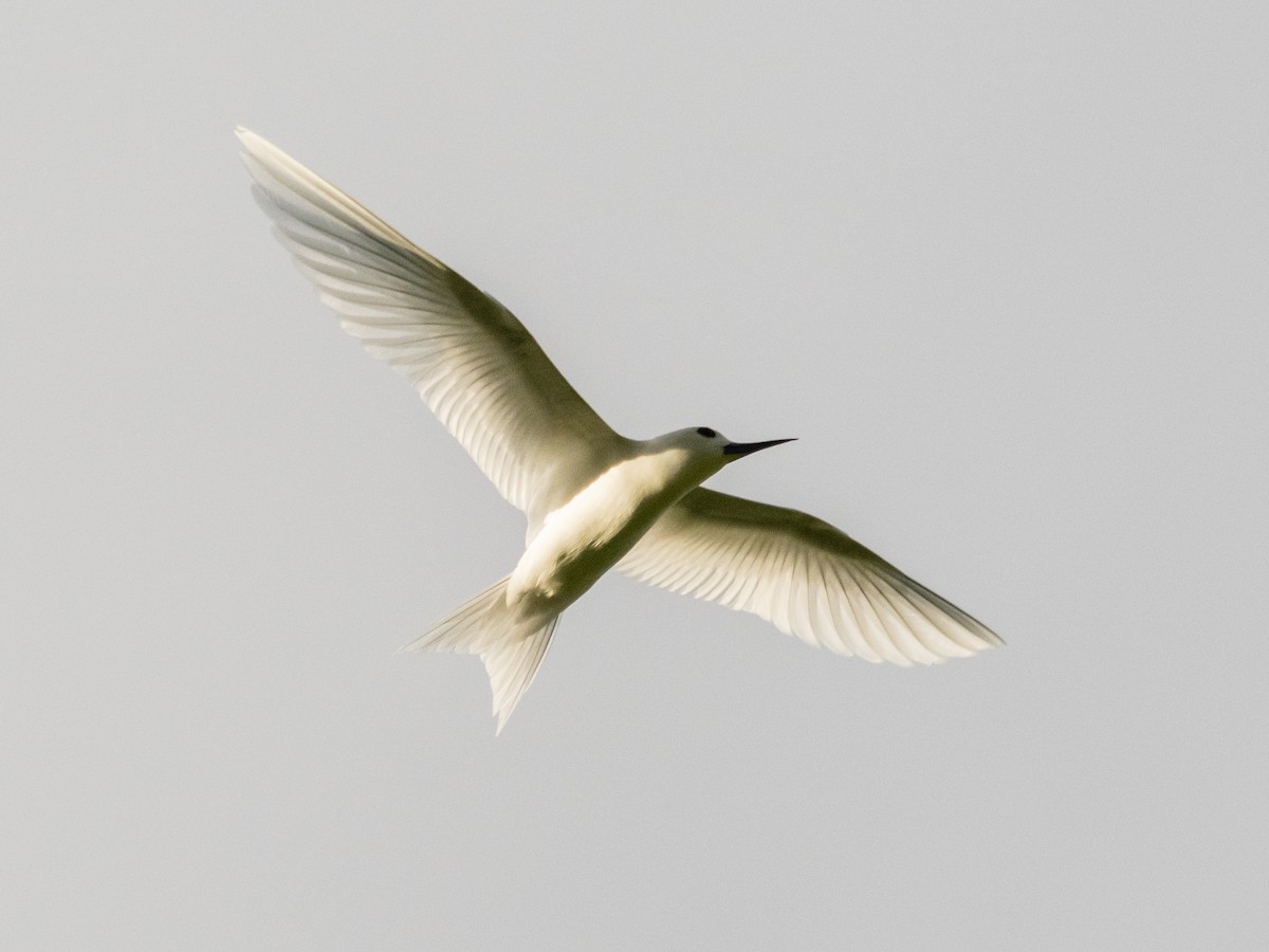 White Tern - Bob Friedrichs