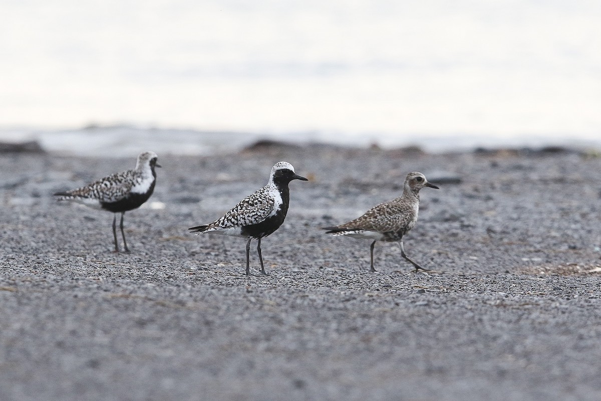 Black-bellied Plover - Victor Stoll