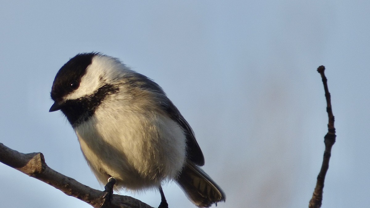 Black-capped Chickadee - Chris Wei