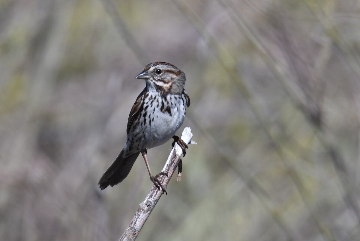 Song Sparrow - Colin Dillingham