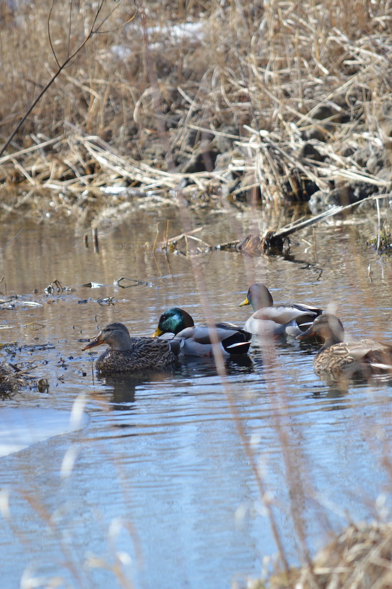 Mallard - Justin Hageman