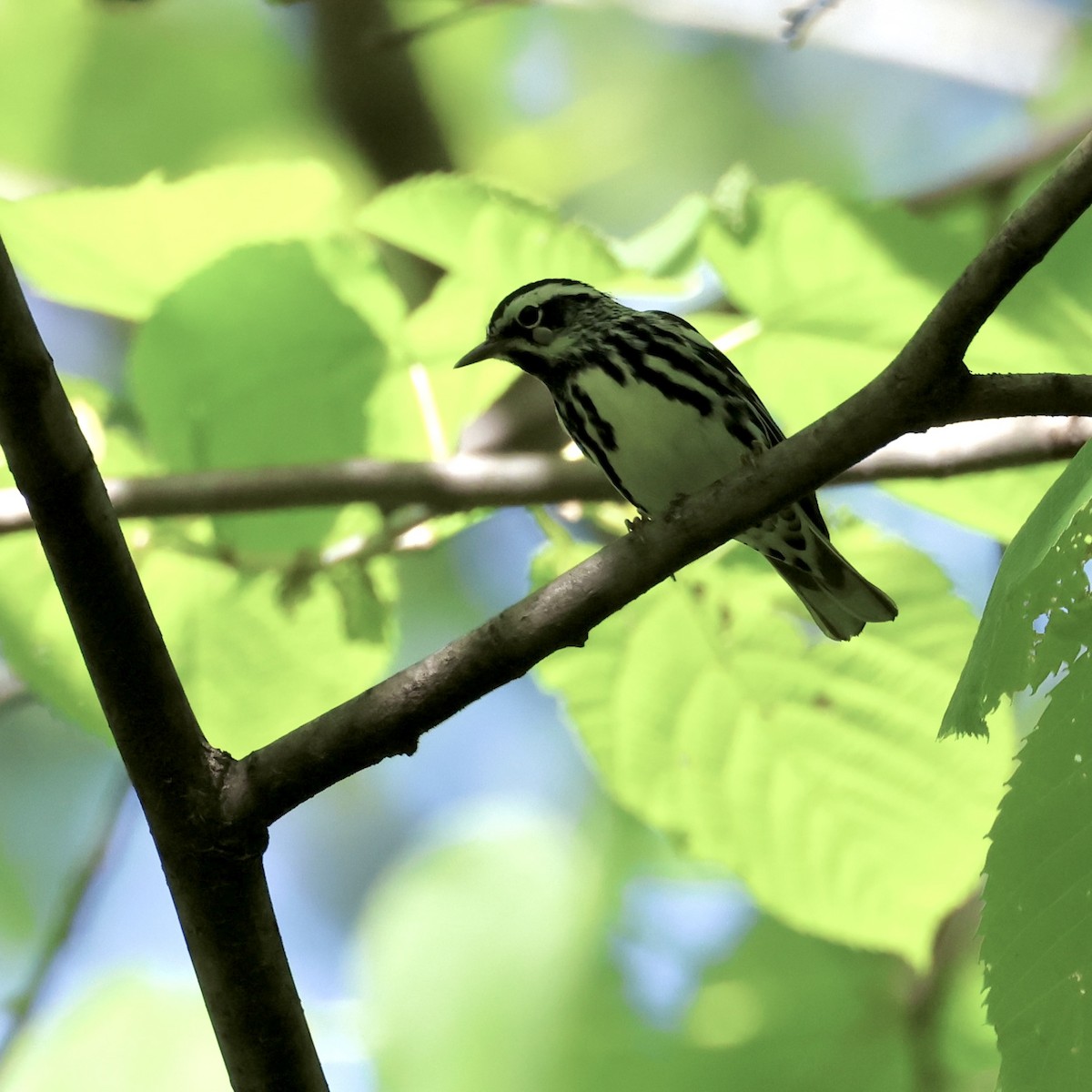 Black-and-white Warbler - Jennifer Johnson