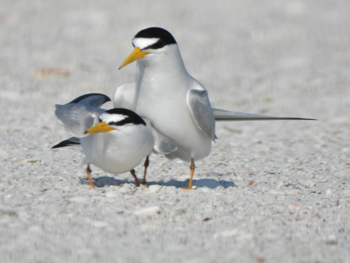 Least Tern - ML618732995