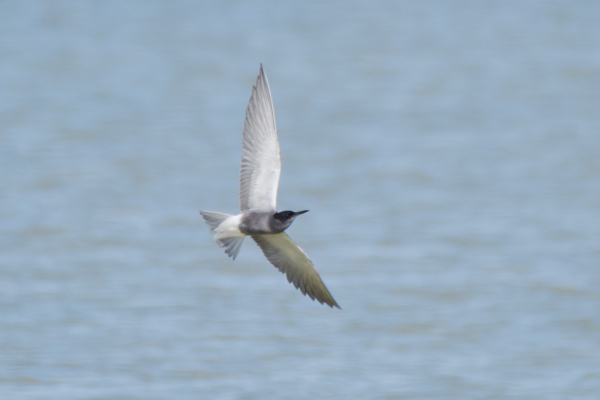 Black Tern - Carlos Nos