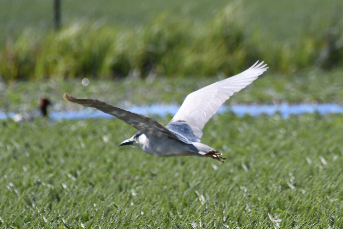 Black-crowned Night Heron - Colin Dillingham