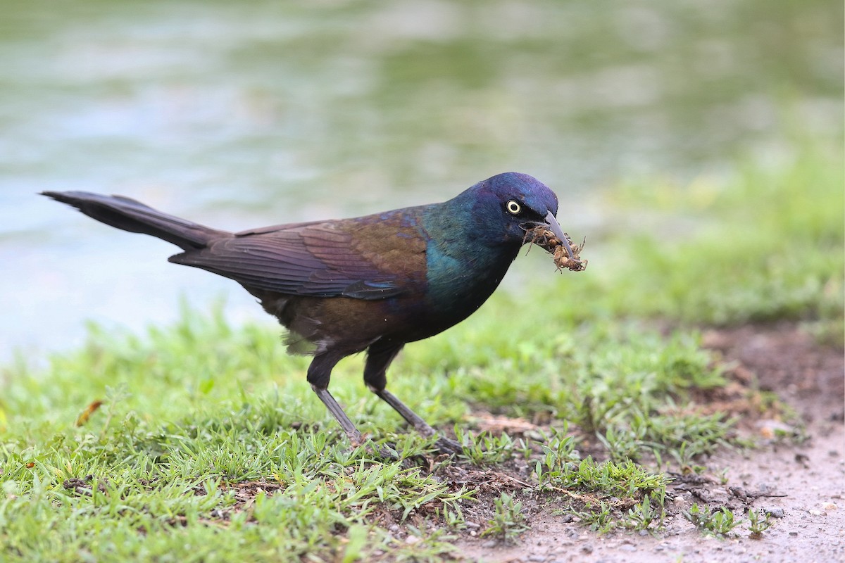 Common Grackle - Victor Stoll