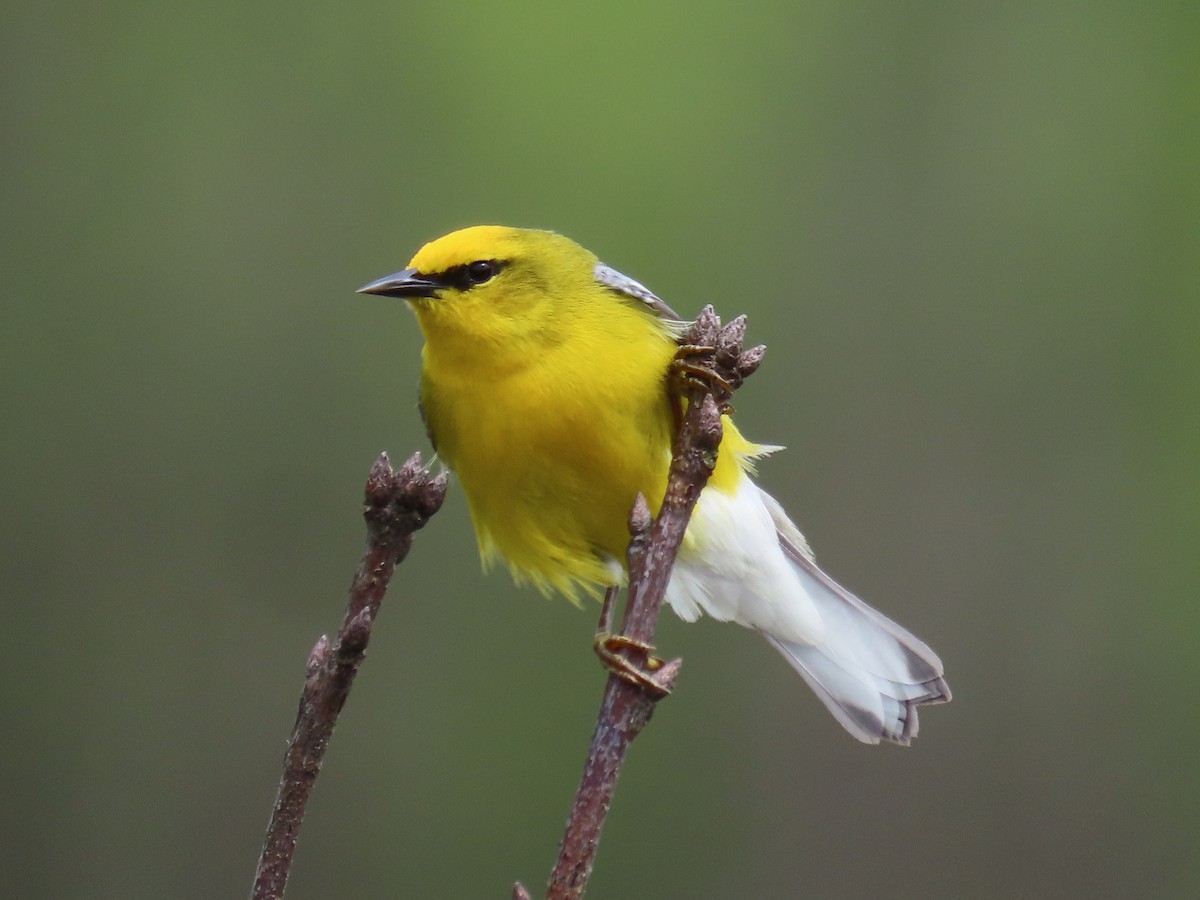 Blue-winged Warbler - Kristin Mylecraine