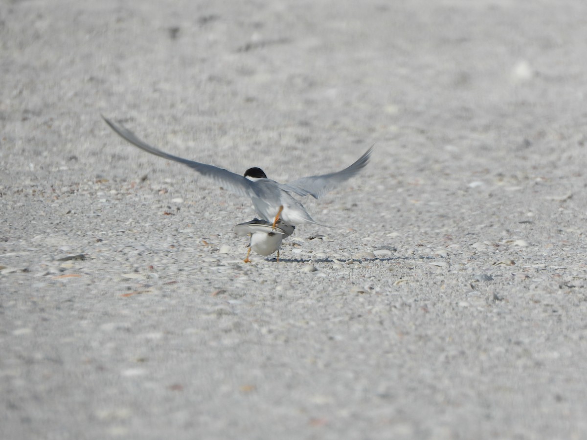 Least Tern - ML618733032