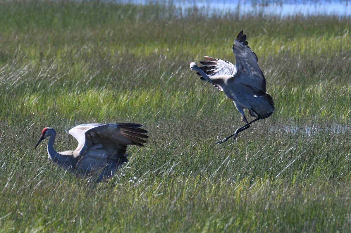 Sandhill Crane - Colin Dillingham