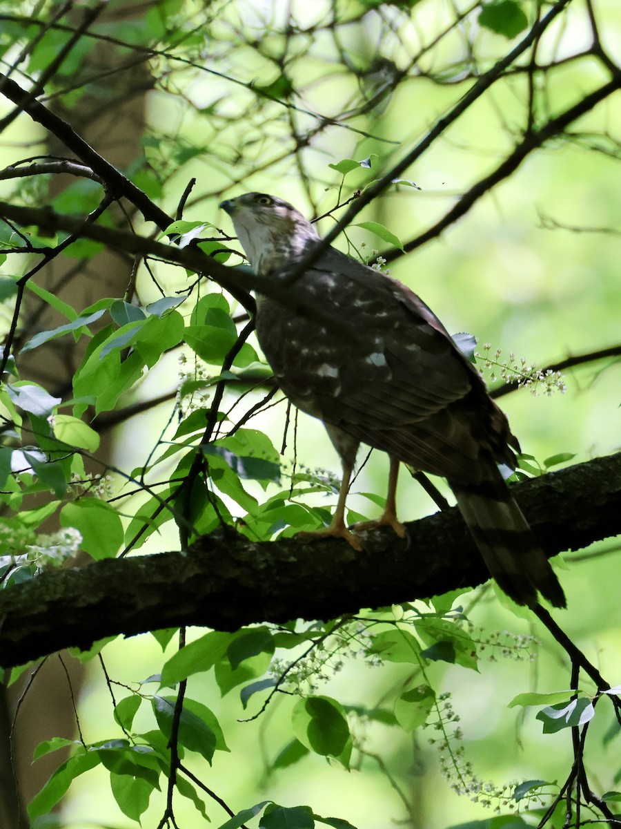 Cooper's Hawk - Jennifer Johnson