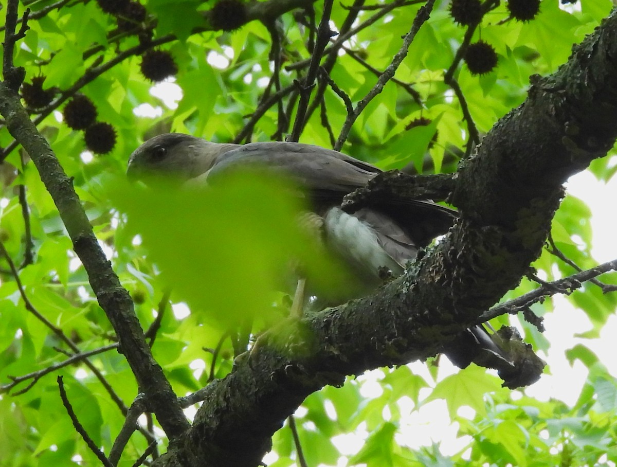 Cooper's Hawk - ML618733049