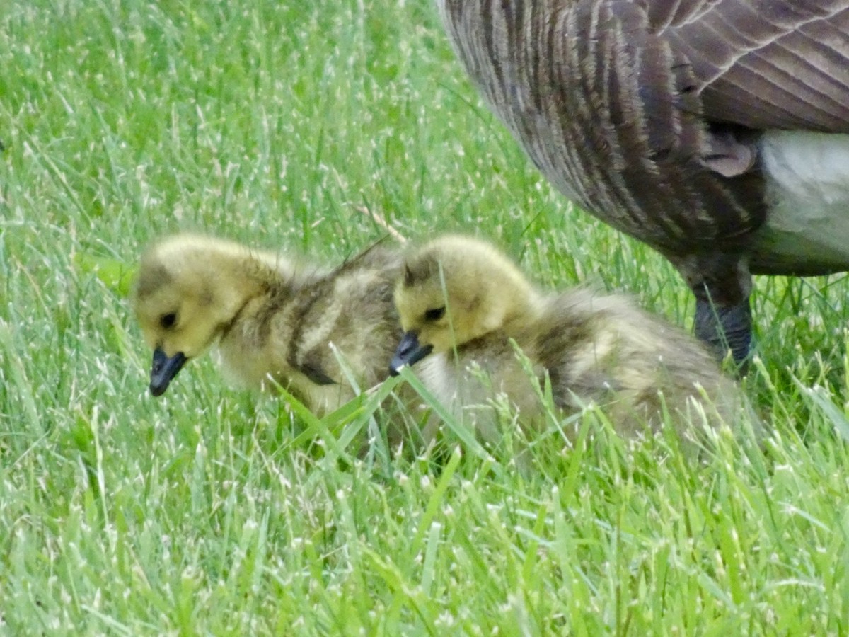 Canada Goose - Dan Keener