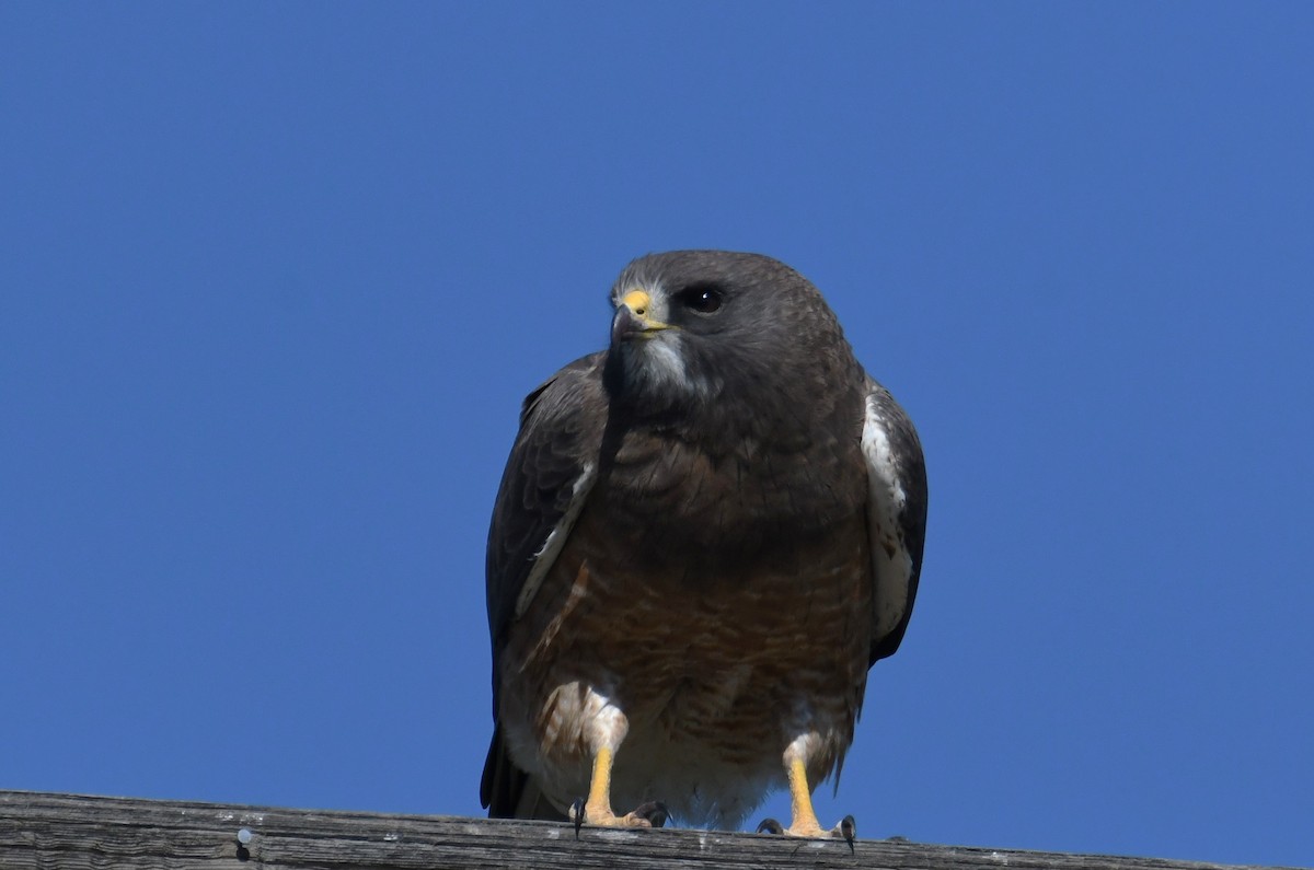 Swainson's Hawk - ML618733057